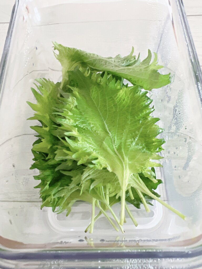 しそをバクエン真空保存容器で冷蔵保存している様子